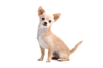 Chihuahua isolated on white