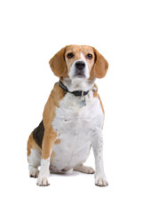 beagle dog isolated on a white background