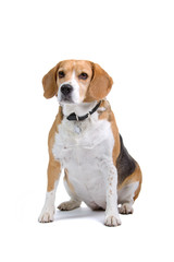 beagle dog isolated on a white background