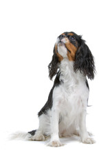 Cavalier King Charles Spaniel in front of a white background