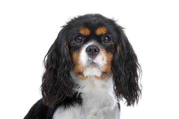 Cavalier King Charles Spaniel in front of a white background