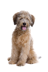 mixed breed dog isolated on a white background