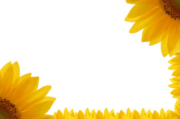 cornice di girasole 5 © oraziopuccio