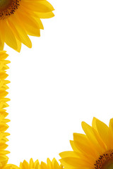 cornice di girasole 4 © oraziopuccio