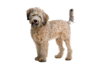 mixed breed dog isolated on a white background