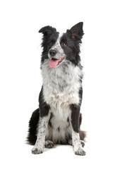 border colllie dog isolated on white