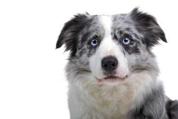 border colllie dog isolated on white