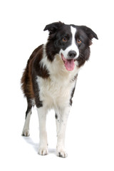 border colllie dog isolated on white