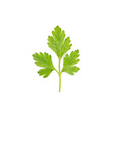 parsley on white