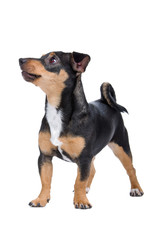 black and brown Jack Russel Terrier dog