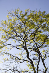 tree over the sky