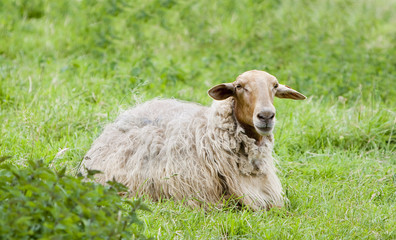 sheep in the field