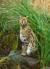Fototapeta premium serval