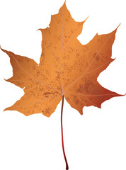 Fallen down maple leaf