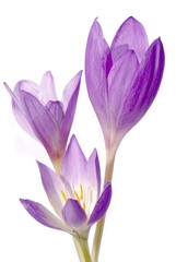 Fototapeta premium colchicum autumn lila flowers