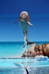 Fototapete Rund Delfin springt aus dem Wasser © Mauro Rodrigues