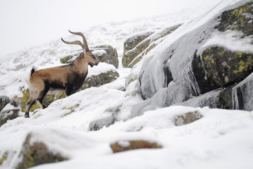 Macho montés en Gredos