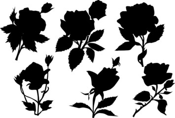 six rose silhouette