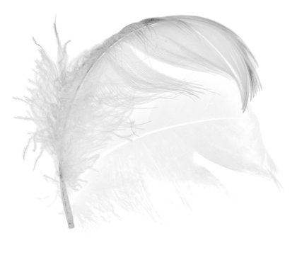 swan feather and its reflection