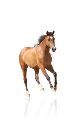 Obraz premium horse isolated