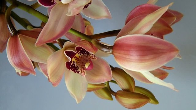 beautiful pink orchids in the wind