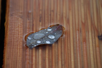 gouttes d'eau sur une feuille