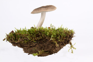 Ein Stück Wald