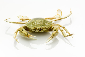 Crab, the most delicious seefood ever