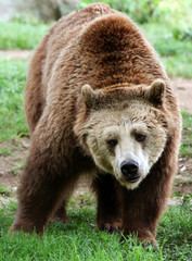 Obraz premium Orso Bruno - Ursus Arctos