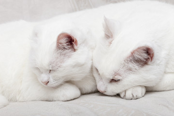 Fototapeta na wymiar chats blancs