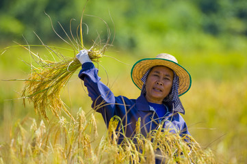 woman cutting rice