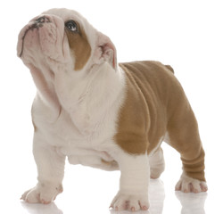 english bulldog puppy standing looking up - seven weeks old