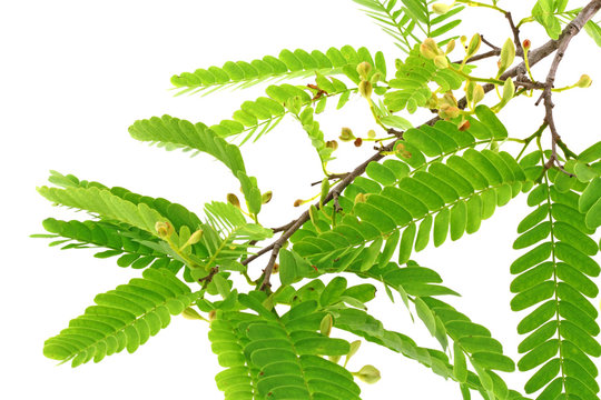 branche fleurie tamarin, Tamarindus indica, fond blanc