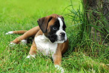 Obraz premium Boxer 42.1