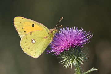 a pale clouded yellow resting on a violet flower