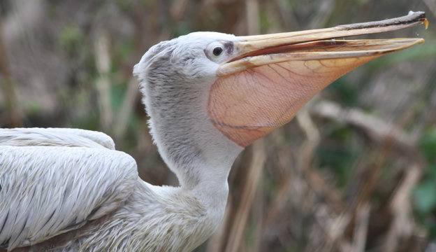 Pellicano Mangiando - Pelecanus Onocrotalus