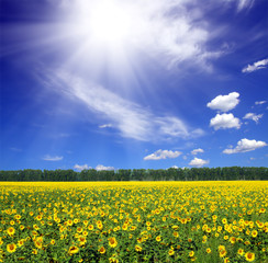 Obraz premium sunflowers field under sun
