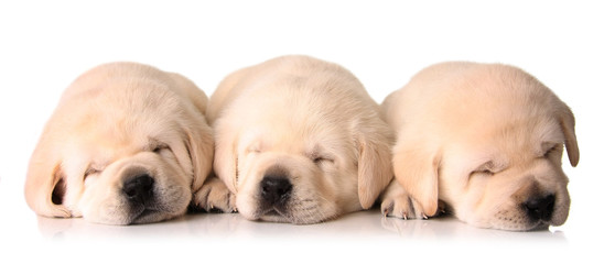 Sleepy puppies