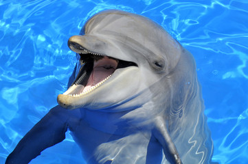 Portret van een dolfijn met zijn mond open