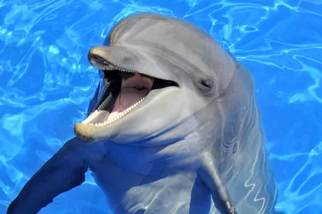 Keuken foto achterwand Dolfijn Portret van een dolfijn met zijn mond open