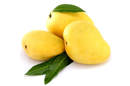 Ripe mangoes on white
