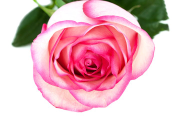 Rose on white background