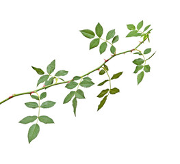 Rose branch isolated on white background