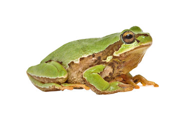 Treefrog isolated on white background