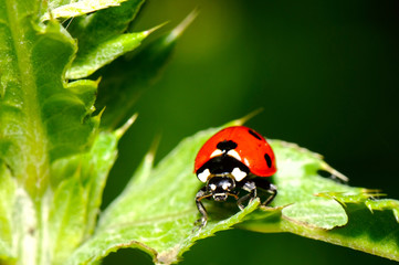 the Ladybird