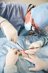 Veterinarian doing knee surgery on small dog