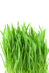 close-up green grass isolated on white