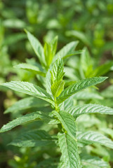 macro photo of green mint