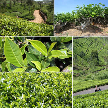 Plantations de thé (Sri Lanka)