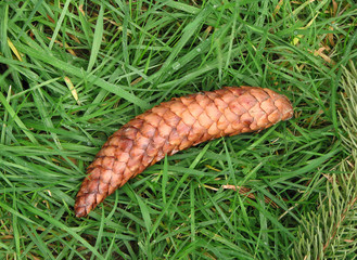 Christmas Tree fir cone